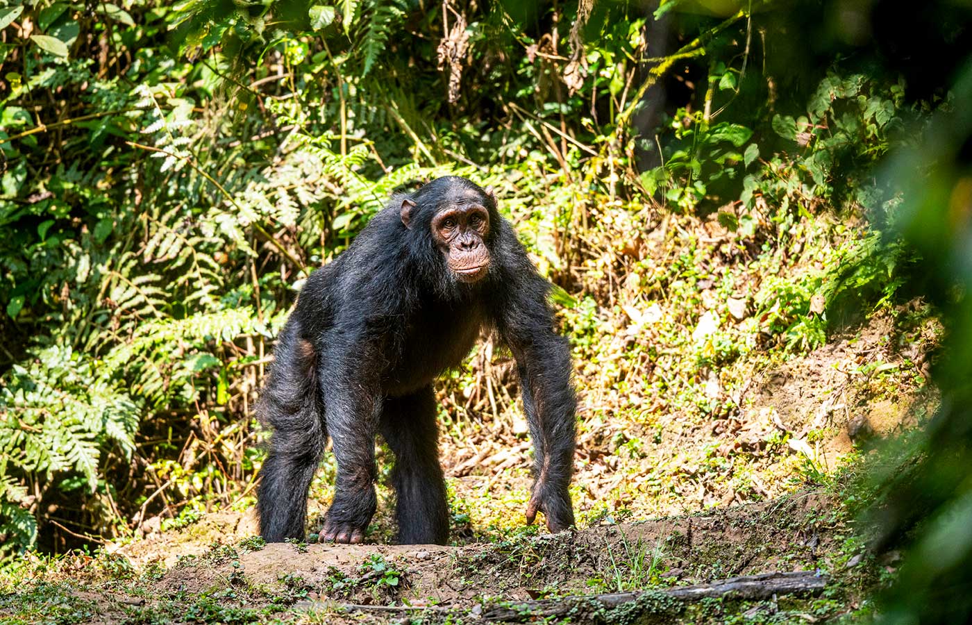 5 Days 4 Nights Midrange Rwanda Primate Safari